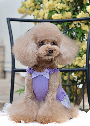 愛犬サロン チャーミング