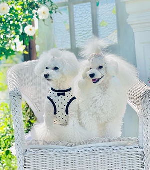 愛犬サロン チャーミング